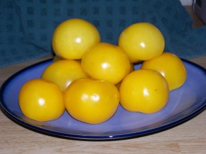 Yellow Tomatoes